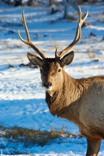 Herten. Wilde dieren van Kazachstan. — Stockfoto