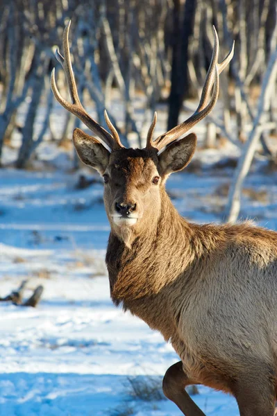 Herten. Wilde dieren van Kazachstan. — Stockfoto