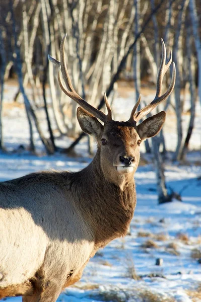 Herten. Wilde dieren van Kazachstan. — Stockfoto