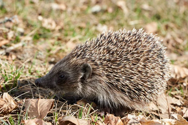 Kirpi. Alt familya Erinaceinae dikenli memelilerin bir kirpi mi.