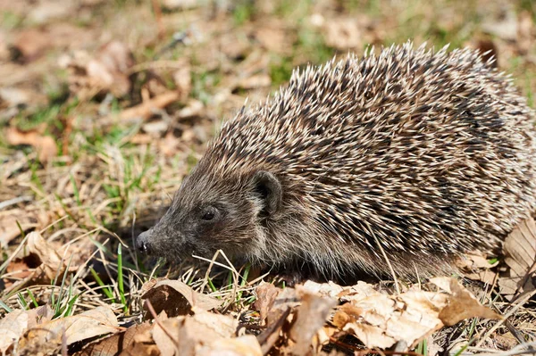 Kirpi. Alt familya Erinaceinae dikenli memelilerin bir kirpi mi.