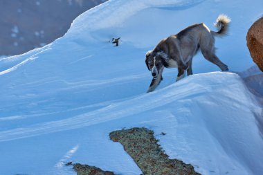 Tazy veya Orta Asya tazı veya kazak tazı veya Türkmen tazı çoğu av köpeği cinsi.