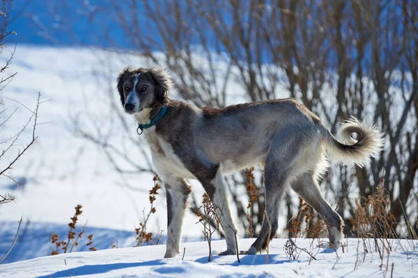 Tazy nebo střední Asie greyhound, či kazašské greyhound greyhound turkmenština jsou plemeno loveckých psů. — Stock fotografie