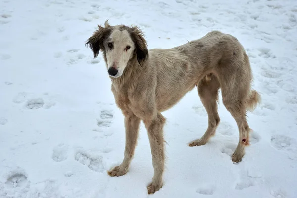 Tazy, lub centrum chartów azjatyckich, lub kazachski greyhound lub turkmeński greyhound, są rasy psów myśliwskich. — Zdjęcie stockowe