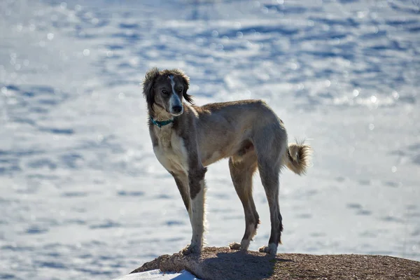 O Tazy, ou o galgo da Ásia Central, ou o galgo cazaque, ou o galgo turcomeno, são uma raça de cães de caça. . — Fotografia de Stock