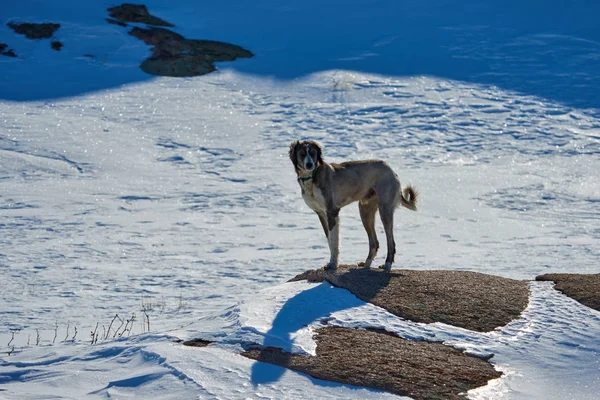 I Tazy, o levrieri dell'Asia centrale, o levrieri kazaki, o levrieri turkmeni, sono una razza di cani da caccia. . — Foto Stock
