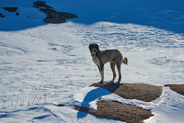 The Tazy, or the Central Asian greyhound, or the Kazakh greyhound, or the Turkmen greyhound, are a breed of hunting dogs. — Stock Photo, Image