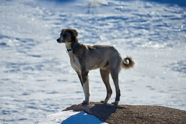 O Tazy, ou o galgo da Ásia Central, ou o galgo cazaque, ou o galgo turcomeno, são uma raça de cães de caça. . — Fotografia de Stock