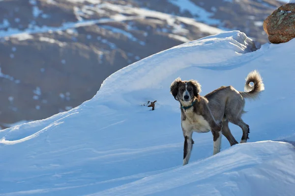O Tazy, ou o galgo da Ásia Central, ou o galgo cazaque, ou o galgo turcomeno, são uma raça de cães de caça. . — Fotografia de Stock