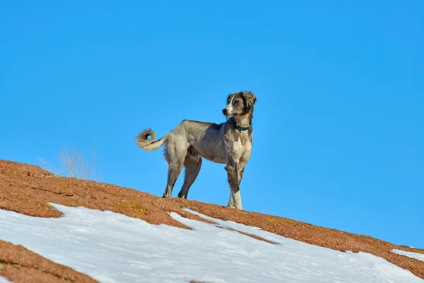 Tazy、または中央アジア グレイハウンドまたはカザフ語グレイハウンド トルクメン語グレイハウンドは、狩猟犬の品種. — ストック写真