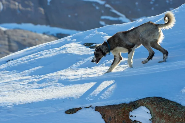 O Tazy, ou o galgo da Ásia Central, ou o galgo cazaque, ou o galgo turcomeno, são uma raça de cães de caça. . — Fotografia de Stock