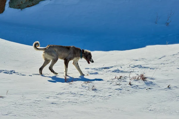 Tazy nebo střední Asie greyhound, či kazašské greyhound greyhound turkmenština jsou plemeno loveckých psů. — Stock fotografie