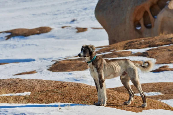 I Tazy, o levrieri dell'Asia centrale, o levrieri kazaki, o levrieri turkmeni, sono una razza di cani da caccia. . — Foto Stock