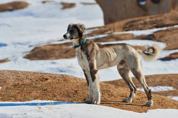 I Tazy, o levrieri dell'Asia centrale, o levrieri kazaki, o levrieri turkmeni, sono una razza di cani da caccia. . — Foto Stock