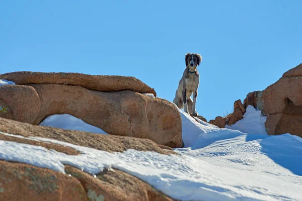 I Tazy, o levrieri dell'Asia centrale, o levrieri kazaki, o levrieri turkmeni, sono una razza di cani da caccia. . — Foto Stock