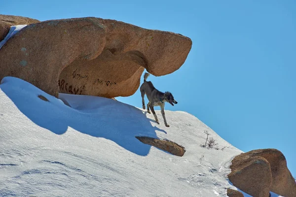 The Tazy, or the Central Asian greyhound, or the Kazakh greyhound, or the Turkmen greyhound, are a breed of hunting dogs. — Stock Photo, Image