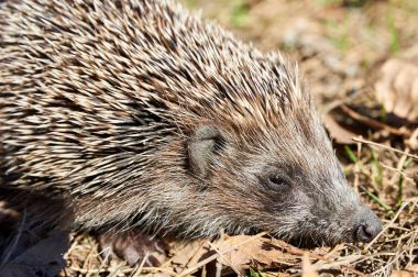 Kirpi. Alt familya Erinaceinae dikenli memelilerin bir kirpi mi.