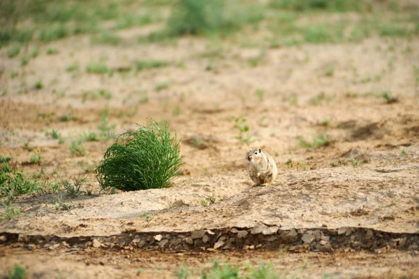 A nagy gerbil (Rhombomys-opimus). — Stock Fotó