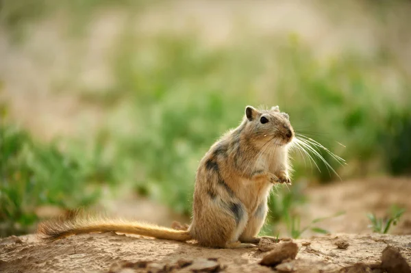 O grande gerbil (Rhombomys opimus ). — Fotografia de Stock