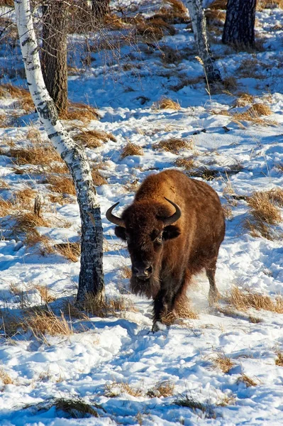 The European bison (Bison bonasus).The European bison (Bison bonasus), also known as wisent or the European wood bison, is a Eurasian species of bison. It is one of two extant species of bison, alongside the American bison.