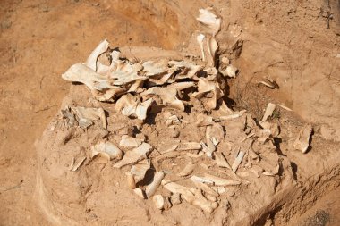 Arkeolojik kazılar. Arkeoloji, pozlama, işleme ve arkeolojik kalıntıları kayıt kazı var. Bir kazı site ya da 