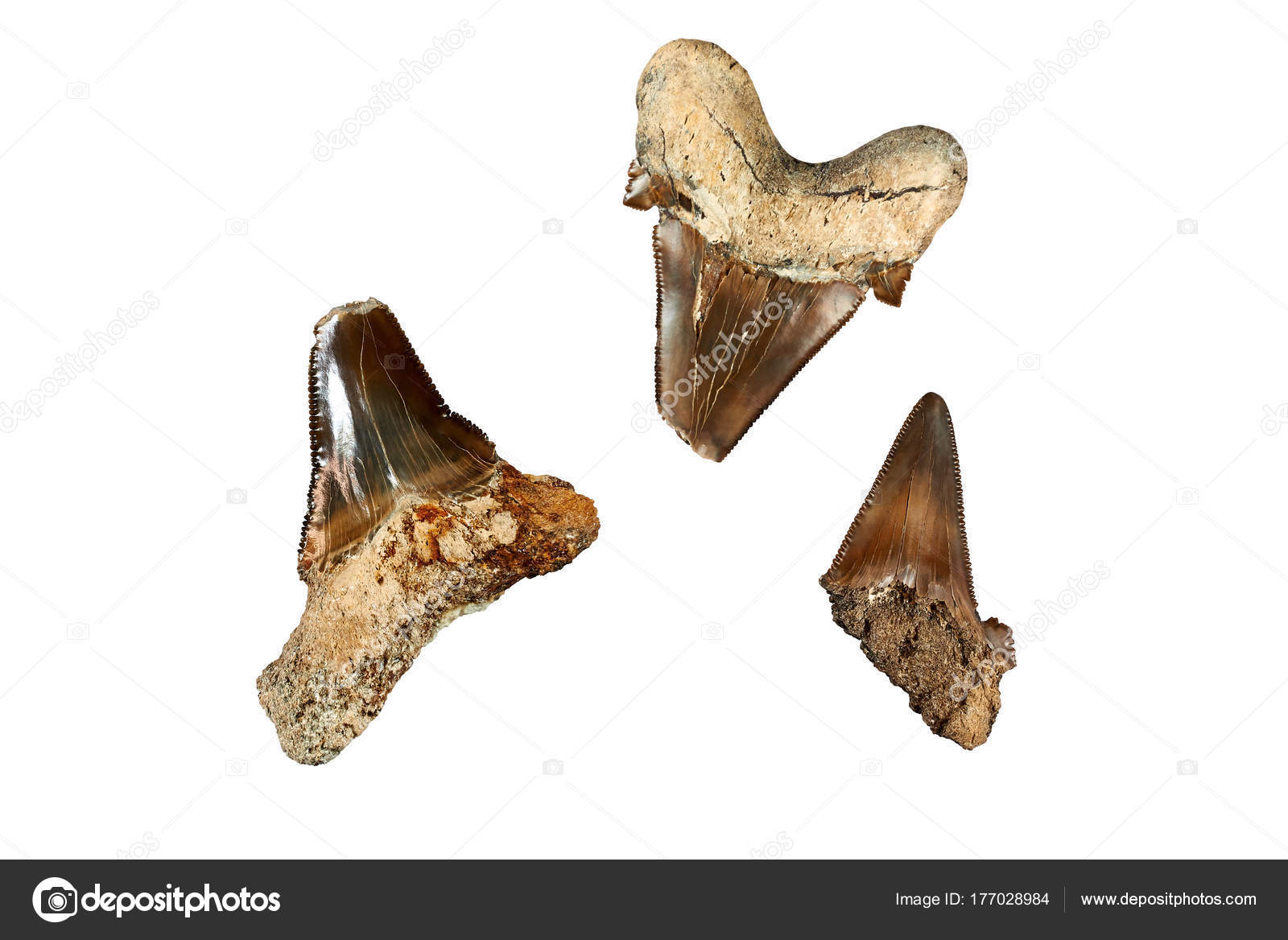 dating shark teeth