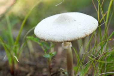 Küçük mantar yağmurluk. Yenilebilir mantar ya vahşi veya ekili hasat birçok mantar türü içerir.