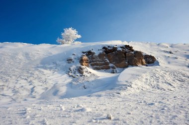 Ağaç üzerinde hoarfrost. Frost kaplama veya depozito oluşabilir buz soğuk koşullarda, nemli hava genellikle gecede mevcuttur.