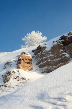 Ağaç üzerinde hoarfrost. Frost kaplama veya depozito oluşabilir buz soğuk koşullarda, nemli hava genellikle gecede mevcuttur.