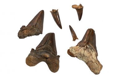 Prehistorik köpekbalığı dişi. Köpekbalıkları tarihi en eski tür 450 milyon yıl önce geç Ordovician döneminde, geri ve çoğunlukla fosilleşmiş dişlerini tarafından bilinir. Ancak, en yaygın fosil köpekbalığı dişleri Senozoyik bulunan