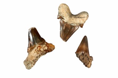 Prehistorik köpekbalığı dişi. Köpekbalıkları tarihi en eski tür 450 milyon yıl önce geç Ordovician döneminde, geri ve çoğunlukla fosilleşmiş dişlerini tarafından bilinir. Ancak, en yaygın fosil köpekbalığı dişleri Senozoyik bulunan