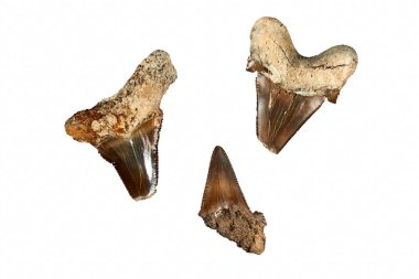 Prehistorik köpekbalığı dişi. Köpekbalıkları tarihi en eski tür 450 milyon yıl önce geç Ordovician döneminde, geri ve çoğunlukla fosilleşmiş dişlerini tarafından bilinir. Ancak, en yaygın fosil köpekbalığı dişleri Senozoyik bulunan
