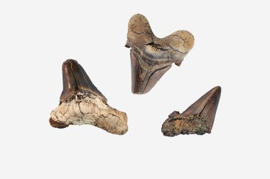 Prehistorik köpekbalığı dişi. Köpekbalıkları tarihi en eski tür 450 milyon yıl önce geç Ordovician döneminde, geri ve çoğunlukla fosilleşmiş dişlerini tarafından bilinir. Ancak, en yaygın fosil köpekbalığı dişleri Senozoyik bulunan