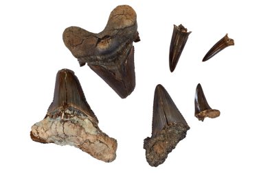 Prehistorik köpekbalığı dişi. Köpekbalıkları tarihi en eski tür 450 milyon yıl önce geç Ordovician döneminde, geri ve çoğunlukla fosilleşmiş dişlerini tarafından bilinir. Ancak, en yaygın fosil köpekbalığı dişleri Senozoyik bulunan