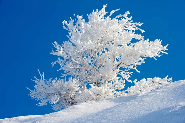 霜在树上 霜是冰的涂层或沉积物 在寒冷的条件下可能在潮湿的空气中形成 通常在夜间 — 图库照片