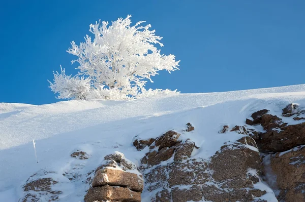 Hoarfrost Tree Frost Coating Deposit Ice May Form Humid Air — Stock Photo, Image