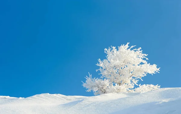 Hoarfrost Sull Albero Gelo Rivestimento Deposito Ghiaccio Che Può Formarsi — Foto Stock