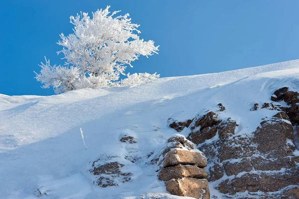 Hoarfrost Tree Frost Coating Deposit Ice May Form Humid Air — Stock Photo, Image