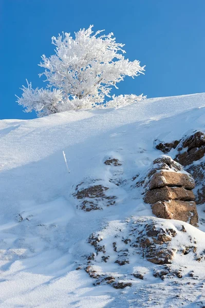 Hoarfrost Tree Frost Coating Deposit Ice May Form Humid Air — Stock Photo, Image
