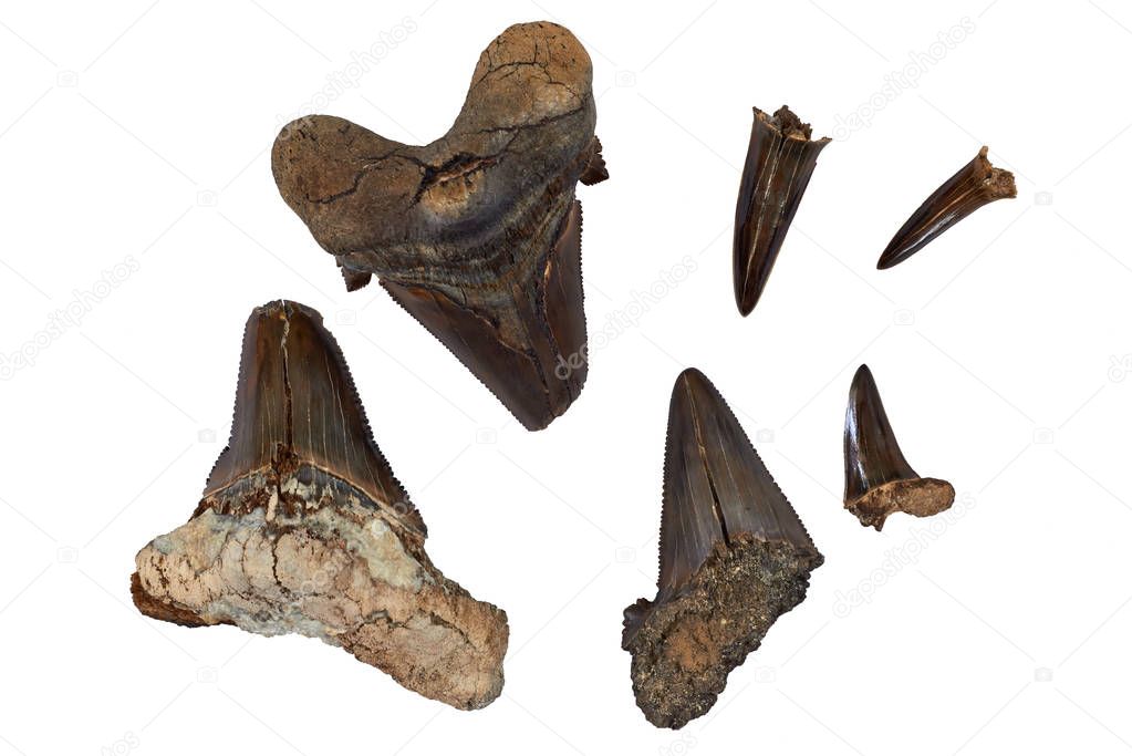 Prehistoric shark teeth.The most ancient types of sharks date back to 450 million years ago, during the Late Ordovician period, and are mostly known by their fossilised teeth. However, the most commonly found fossil shark teeth are from the Cenozoic
