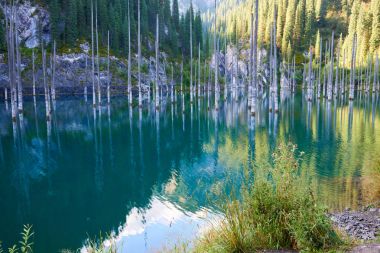 Kurumuş gövdeleri batık Schrenks Ladin ağaçları bu artış alt Gölü nün suları yüzeyden yukarıda. Batık Orman Gölü Kaindy. Lake Kaindy, 