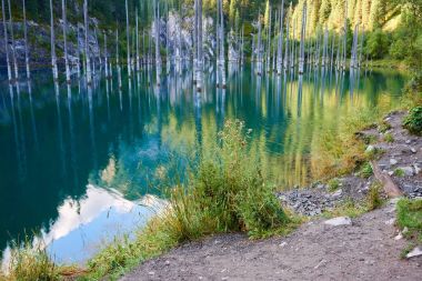 Kurumuş gövdeleri batık Schrenks Ladin ağaçları bu artış alt Gölü nün suları yüzeyden yukarıda. Batık Orman Gölü Kaindy. Lake Kaindy, 