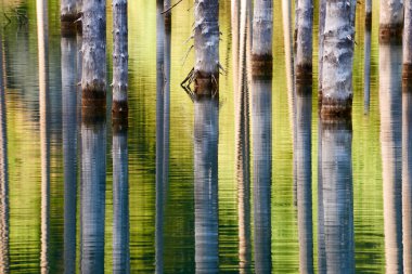 Kurumuş gövdeleri batık Schrenks Ladin ağaçları bu artış alt Gölü nün suları yüzeyden yukarıda. Batık Orman Gölü Kaindy. Lake Kaindy, 