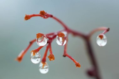 Yağmur damlaları dağ kül dal. Bir damla damlacık sıvı, küçük bir sütun olup tamamen veya neredeyse tamamen ücretsiz yüzeyler tarafından sınırlanmış.