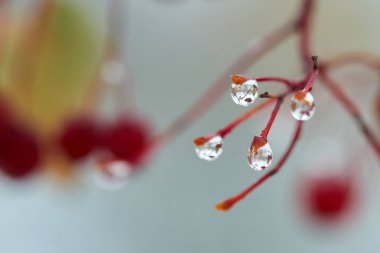 Yağmur damlaları dağ kül dal. Bir damla damlacık sıvı, küçük bir sütun olup tamamen veya neredeyse tamamen ücretsiz yüzeyler tarafından sınırlanmış.
