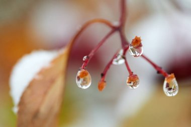 Yağmur damlaları dağ kül dal. Bir damla damlacık sıvı, küçük bir sütun olup tamamen veya neredeyse tamamen ücretsiz yüzeyler tarafından sınırlanmış.
