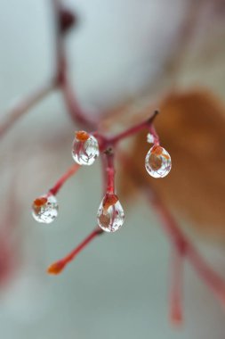 Yağmur damlaları dağ kül dal. Bir damla damlacık sıvı, küçük bir sütun olup tamamen veya neredeyse tamamen ücretsiz yüzeyler tarafından sınırlanmış.