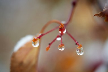 Yağmur damlaları dağ kül dal. Bir damla damlacık sıvı, küçük bir sütun olup tamamen veya neredeyse tamamen ücretsiz yüzeyler tarafından sınırlanmış.