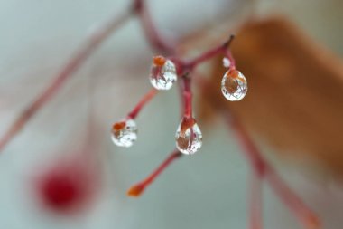 Yağmur damlaları dağ kül dal. Bir damla damlacık sıvı, küçük bir sütun olup tamamen veya neredeyse tamamen ücretsiz yüzeyler tarafından sınırlanmış.