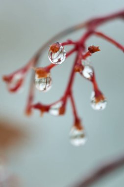 Yağmur damlaları dağ kül dal. Bir damla damlacık sıvı, küçük bir sütun olup tamamen veya neredeyse tamamen ücretsiz yüzeyler tarafından sınırlanmış.